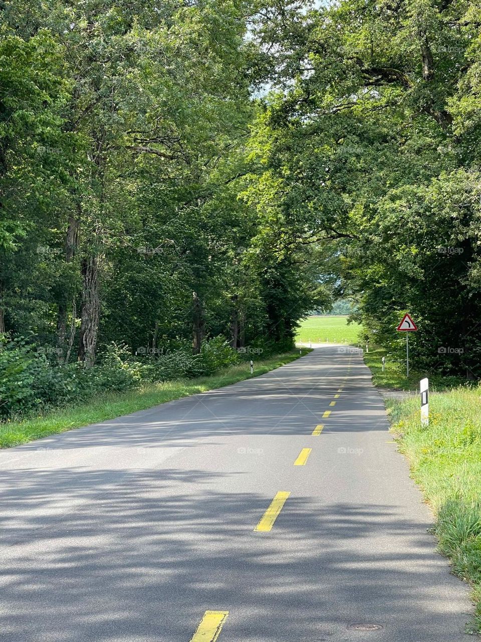 Peaceful road crossing the forest