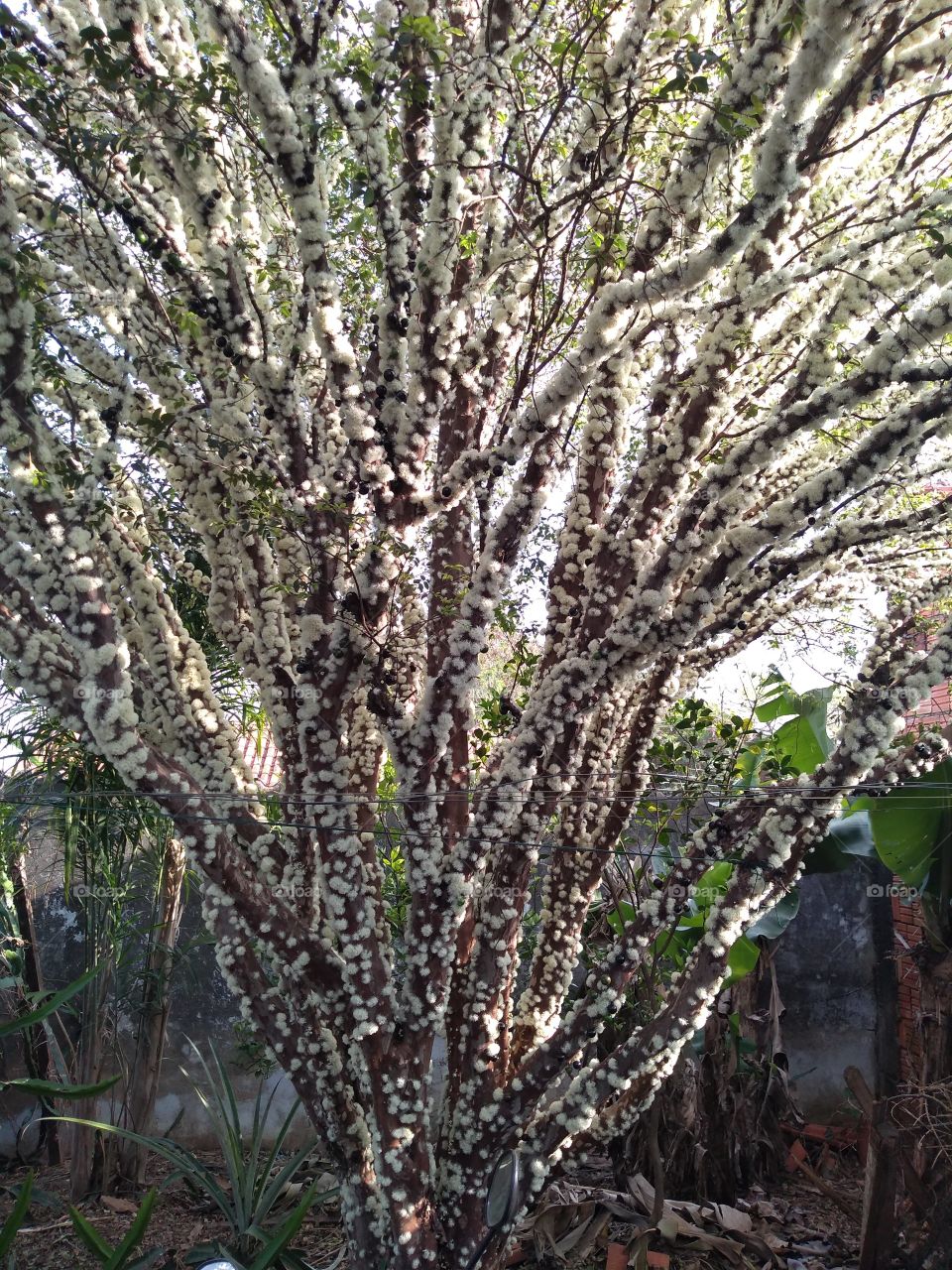 flor de jabuticaba