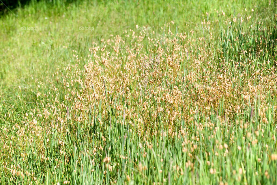 GREEN GRASS FIELD