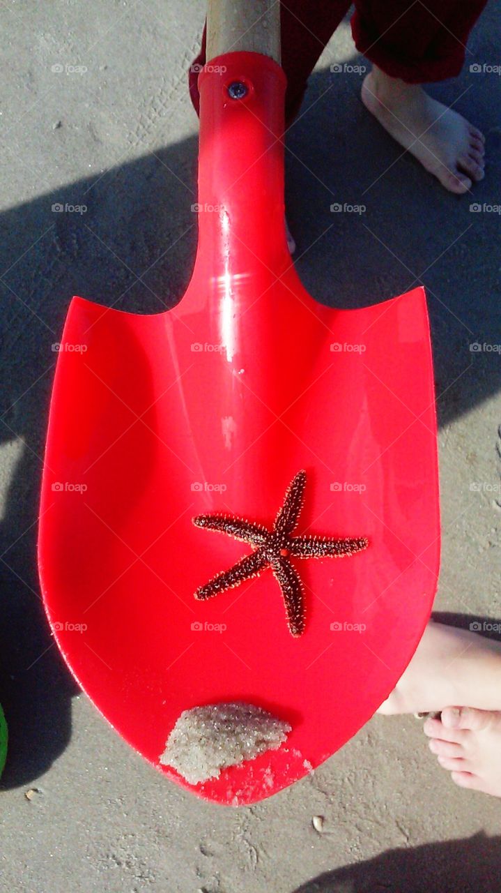saving the starfish