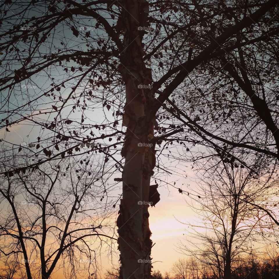sunset tree