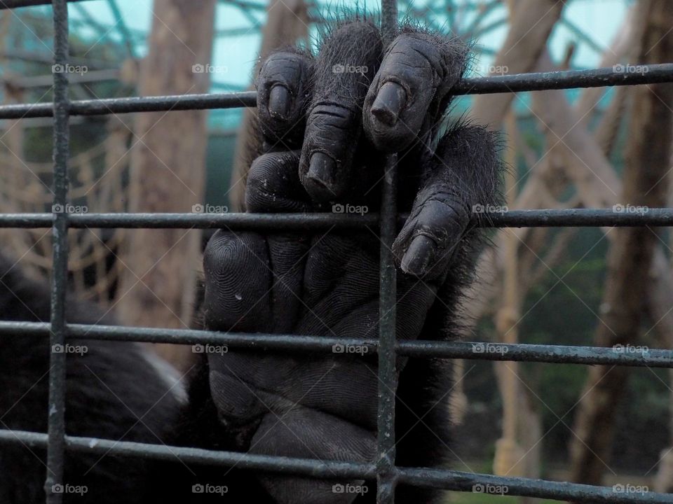 Monkey hand on zoo cage 