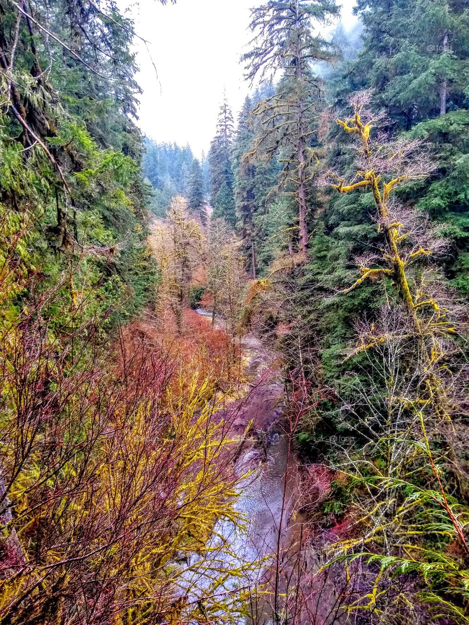 Colorful Valley Oregon Coast "Green Heaven"