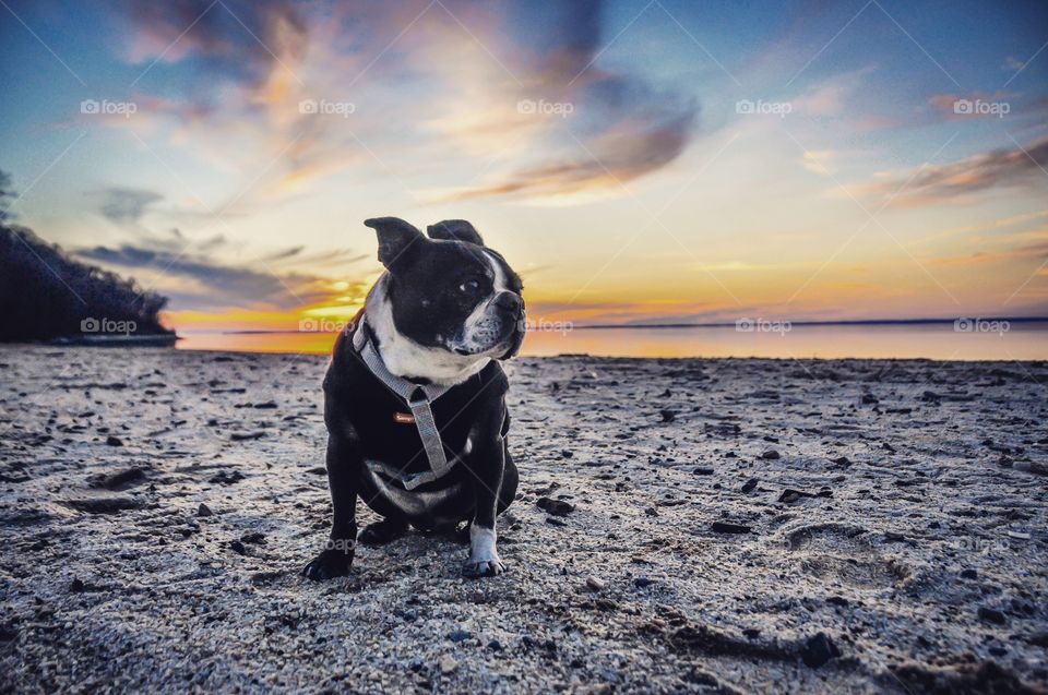 Portrait of a black dog sitting on beach at sunset
