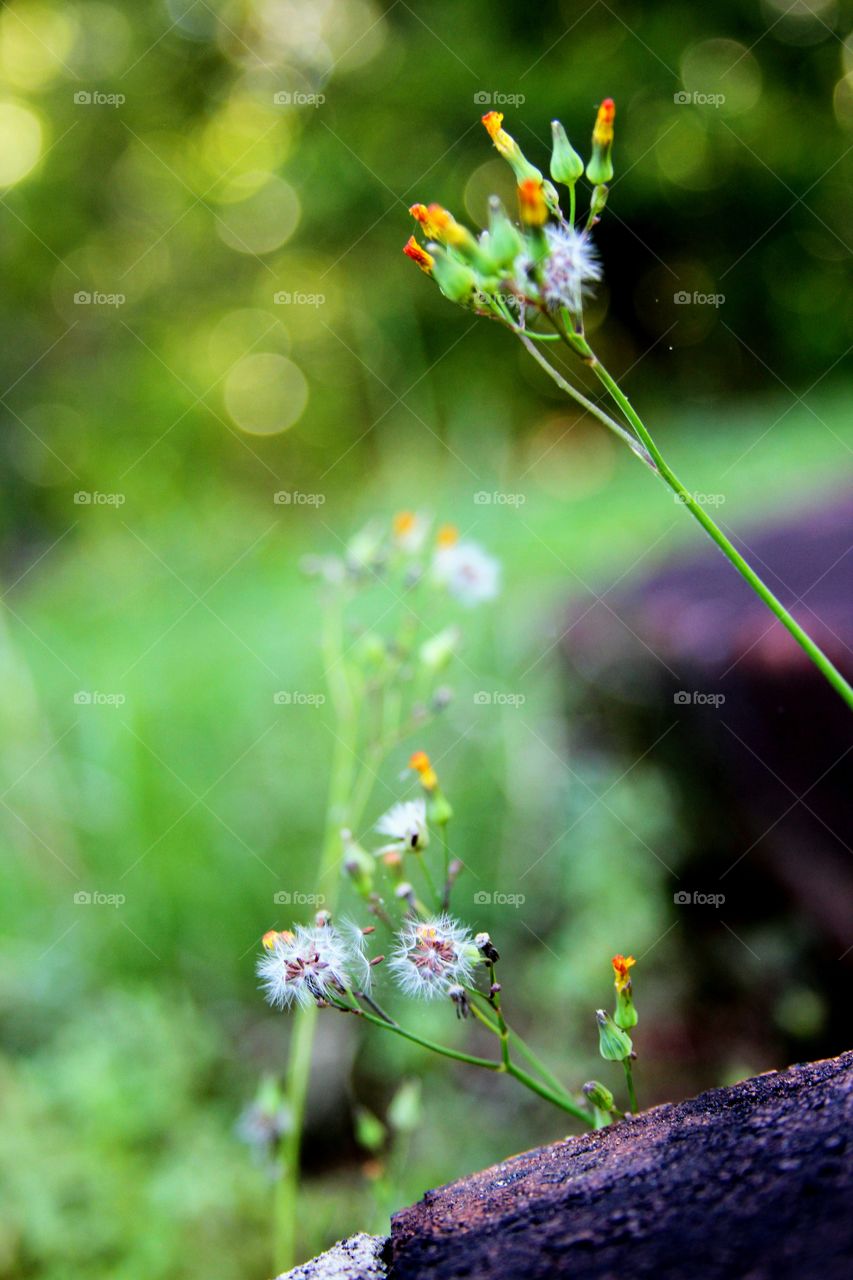 weeds growing in the yard.