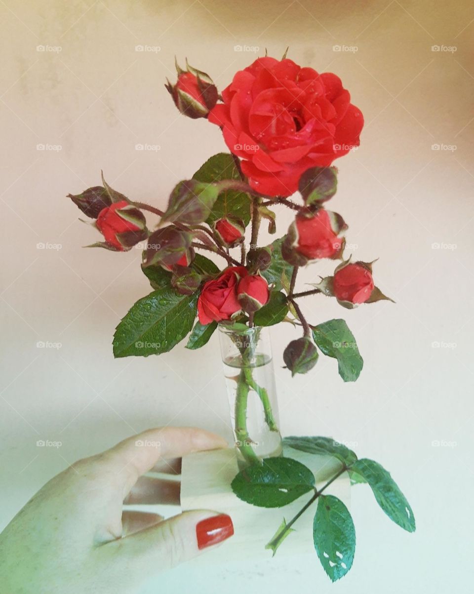 mini red roses in a vase