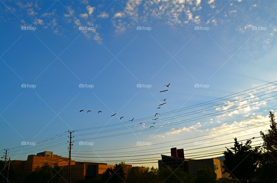geese in flight . picture moment 