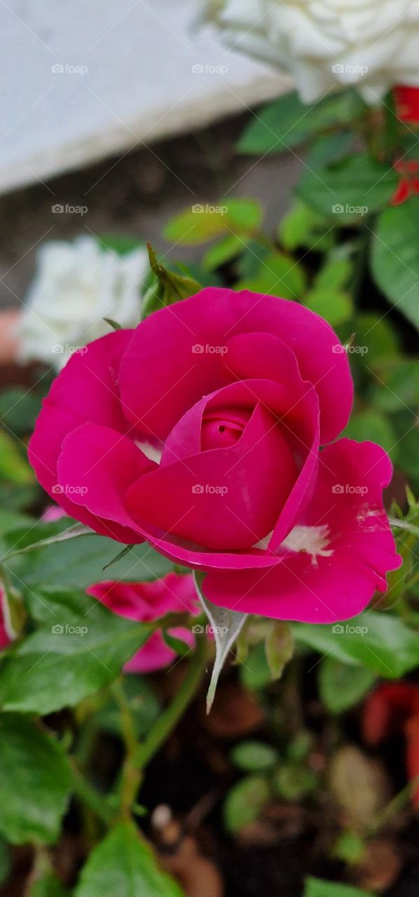 Beautiful rose