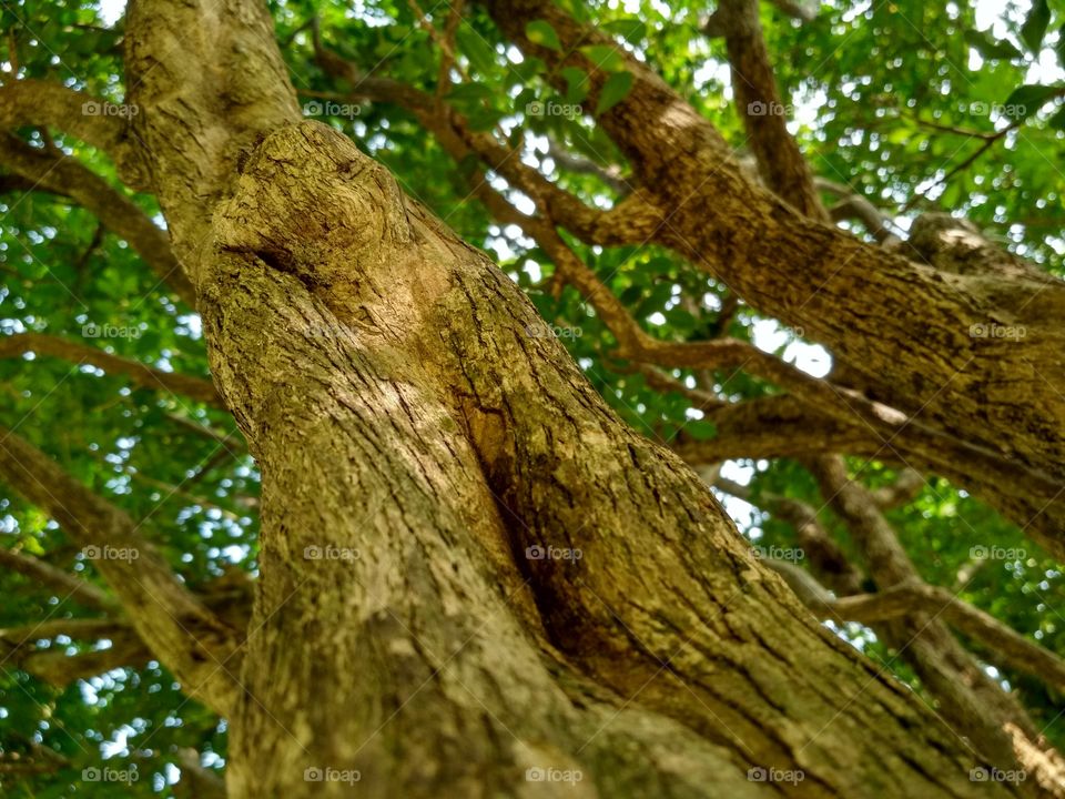 Tree trunk & stem beautiful Closeup!!