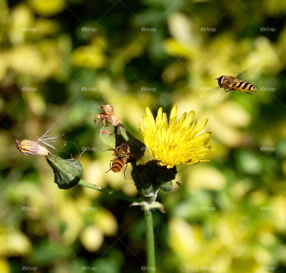 Dandelion flowers with a couple of hover flies 