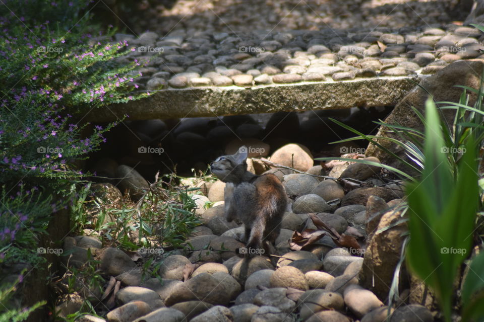 Friend I met 'Mr little Cat'