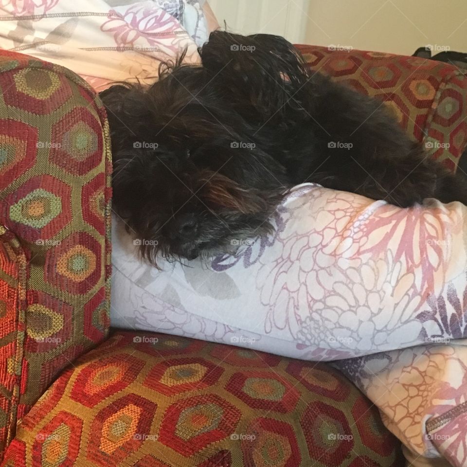 Bed, Dog, Sleep, Pillow, Sofa