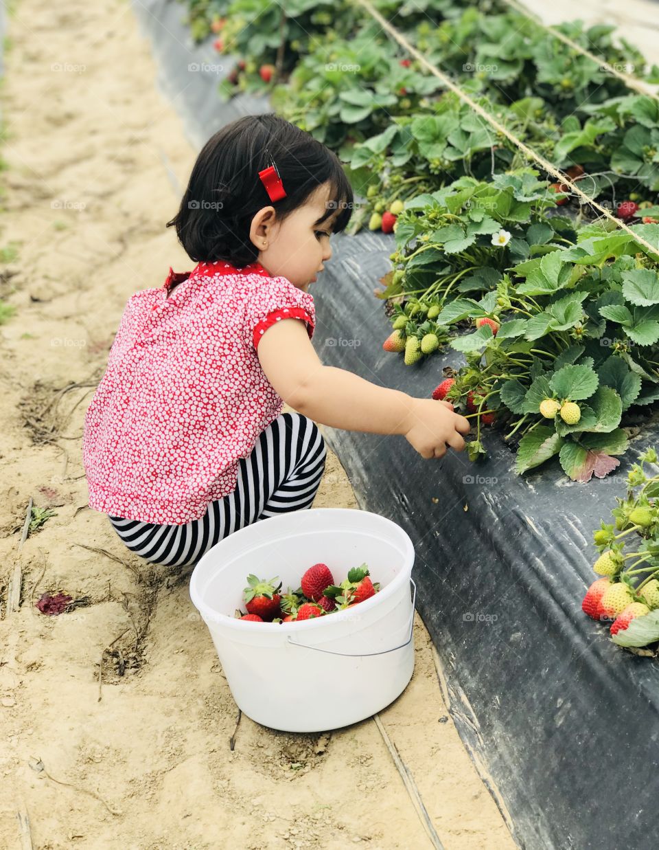 Strawberry fields 
