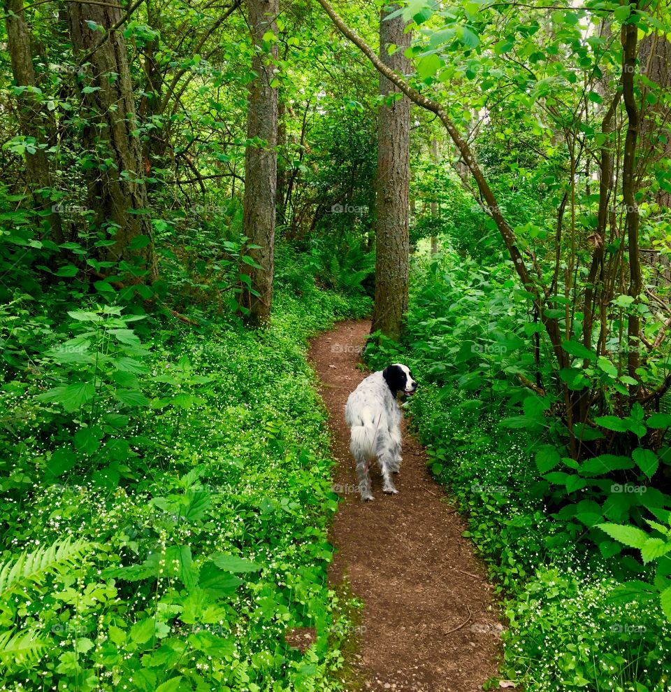 Hiking in mountains with my dog 