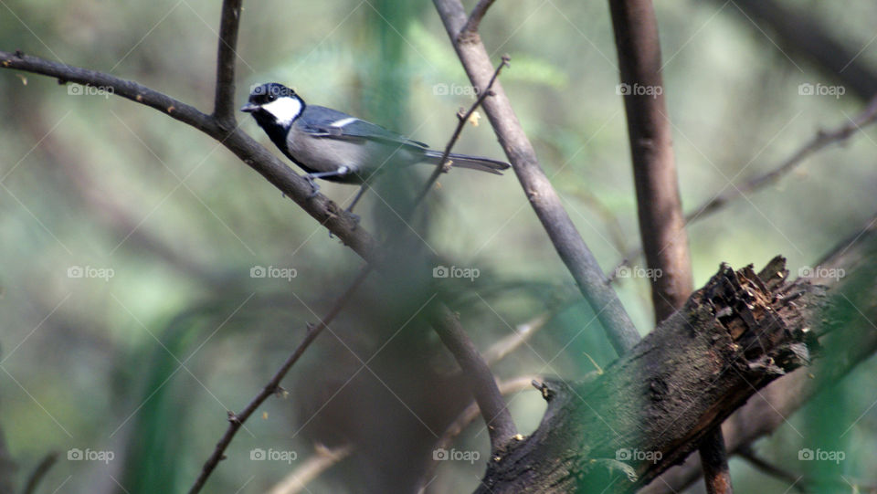 Little bird of Shades of black and white  - enjoying the nature park - sweet and a cute sight.