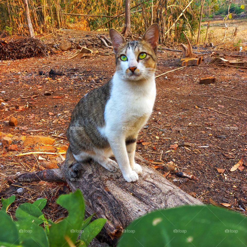 Male cat sitting on a tree lying on the ground