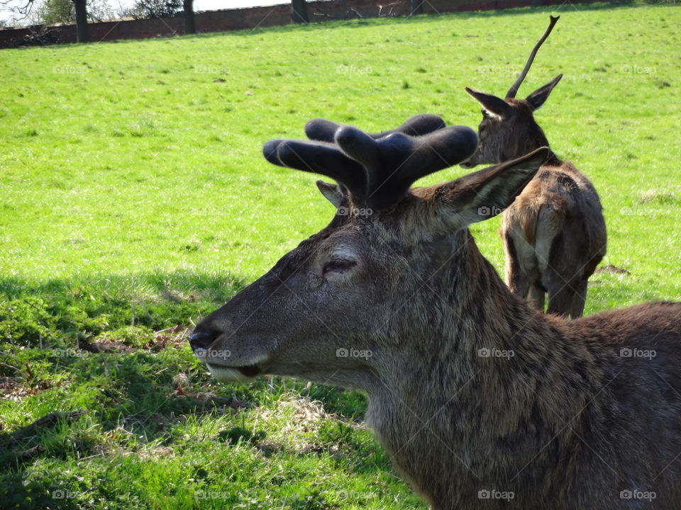 portrait proud deer