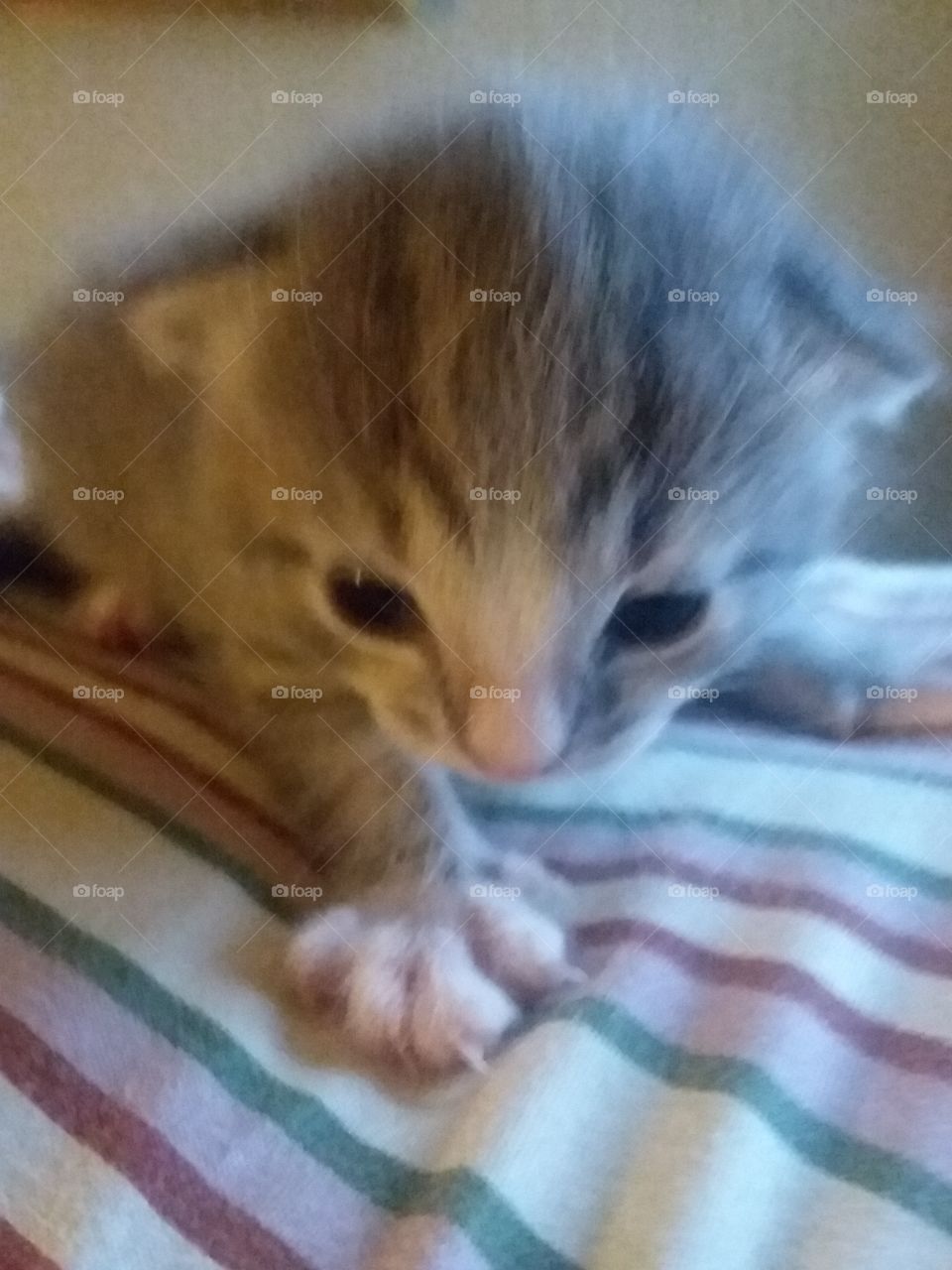 kitten