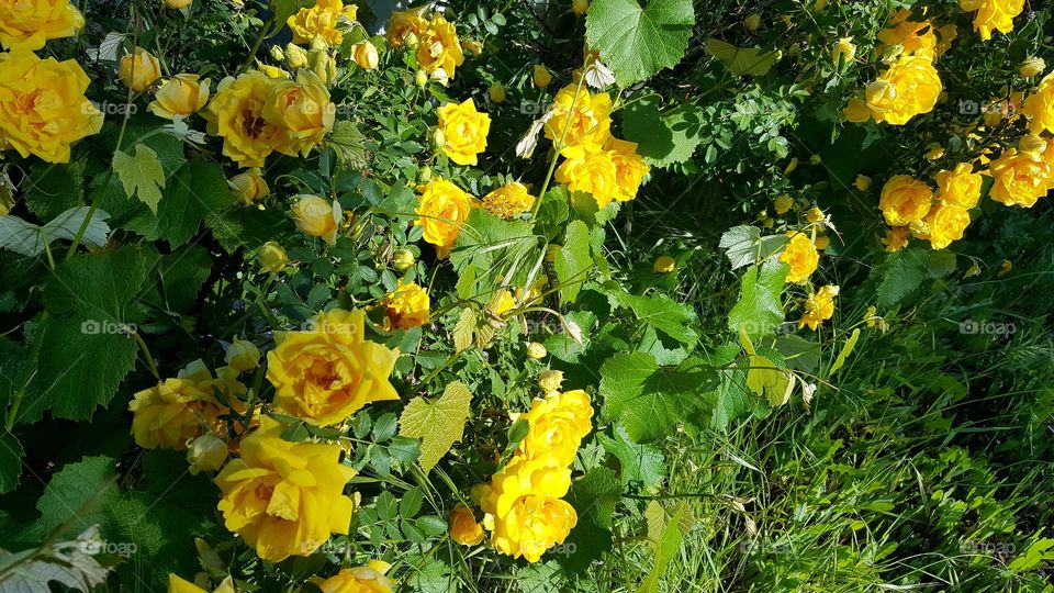 Yellow roses