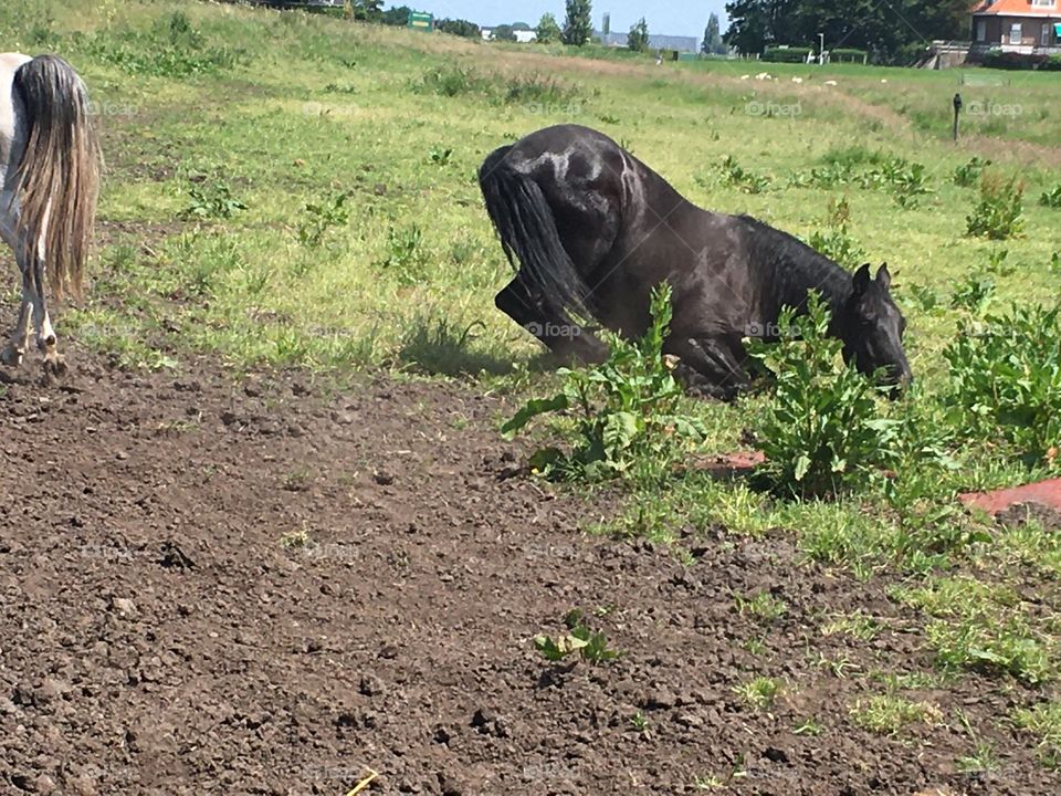 Black horse lies down and rolls