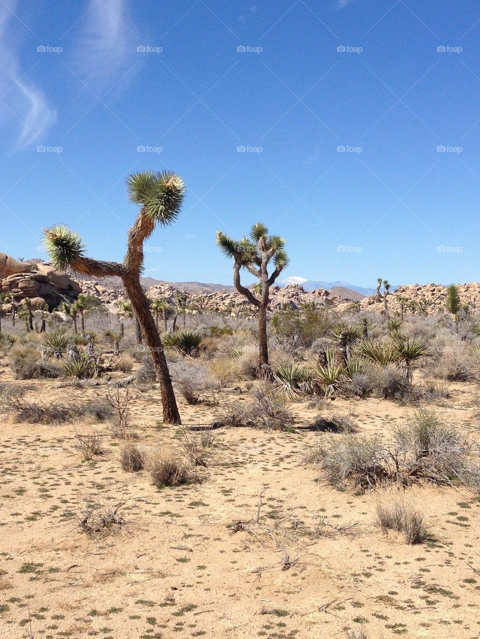 Joshua Tree 2