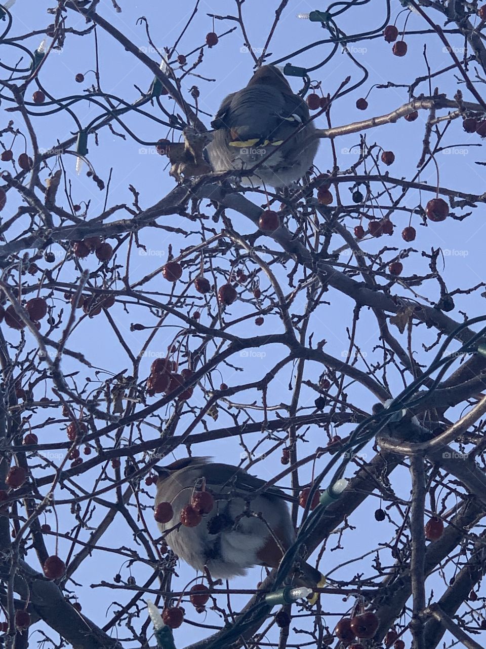 Birds in winter 