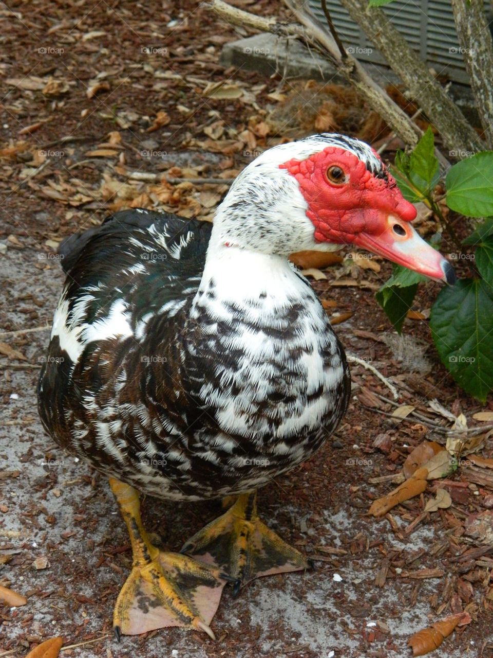 bird duck fowl muscovy by tnb
