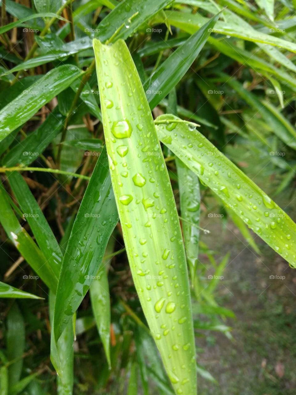 water drop on green leaves