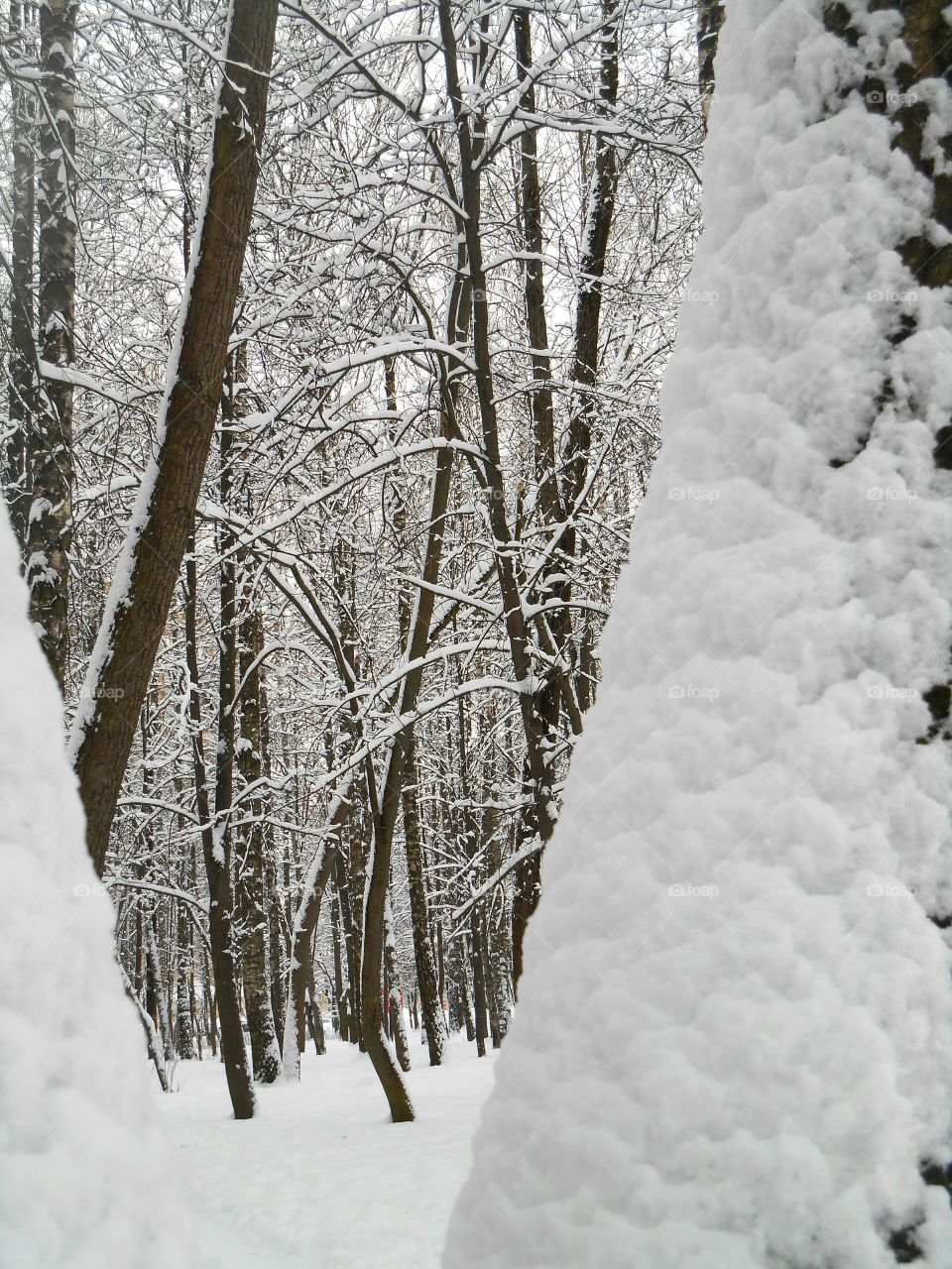 Snow, Winter, Frost, Cold, Ice