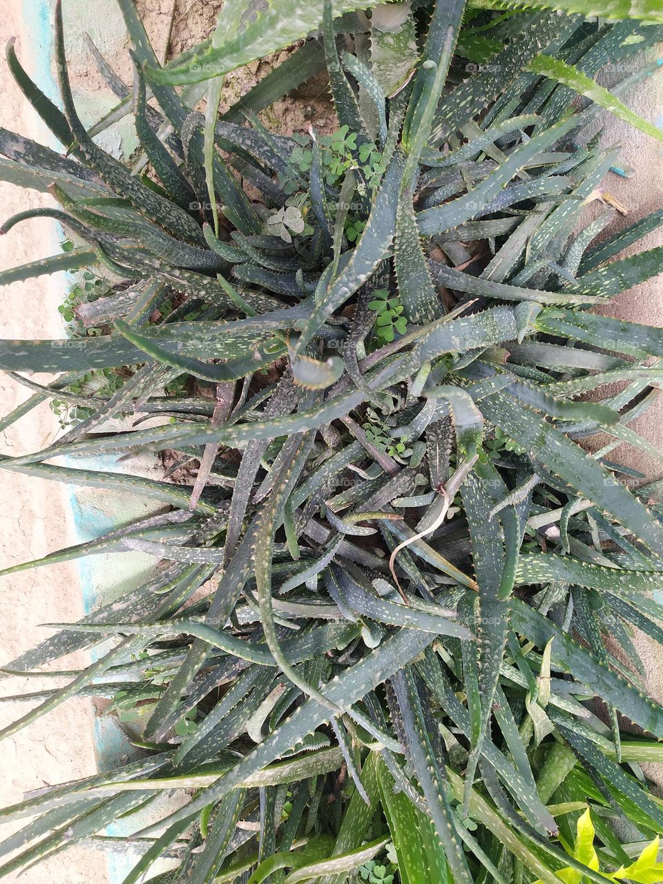 aloe vera is good for health healthy aloe vera plants for you it is lovely