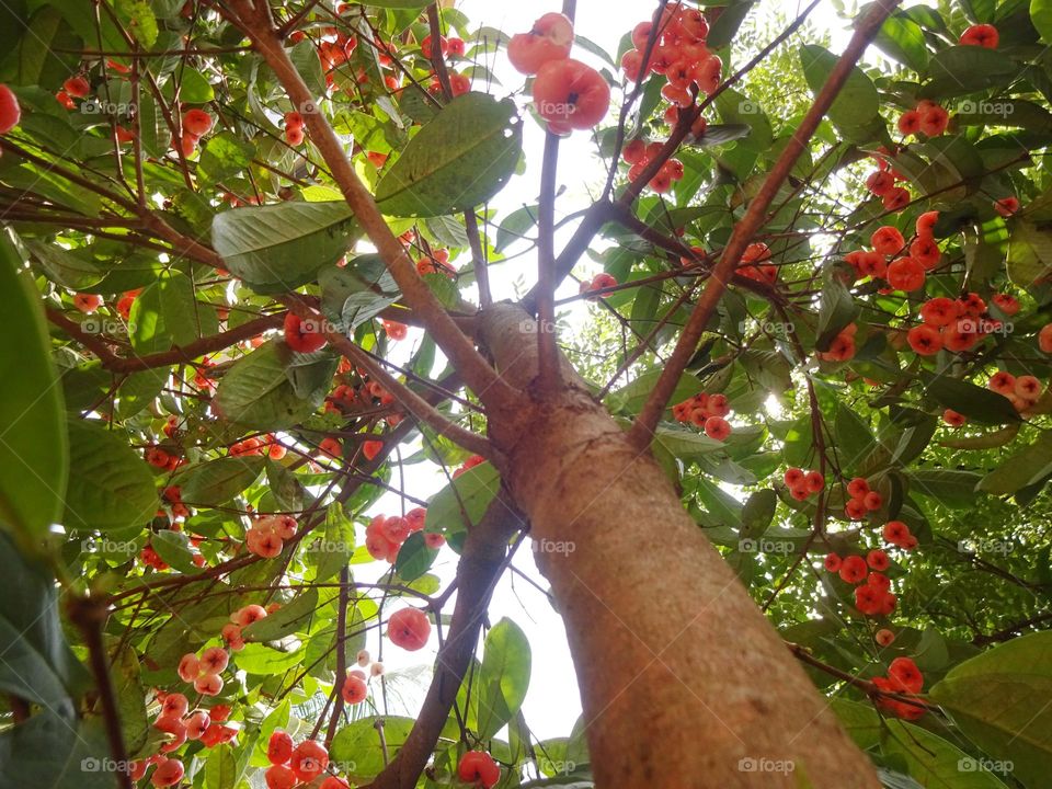 Rose apple fruit tree