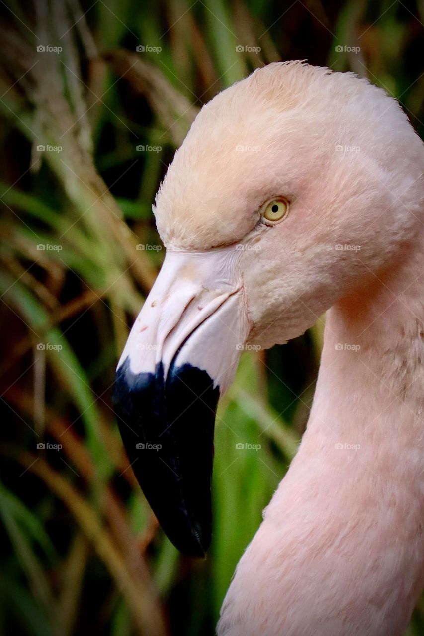 A brightly colored pink flamingo stuns with its beauty at Woodland Park Zoo in Seattle, Washington