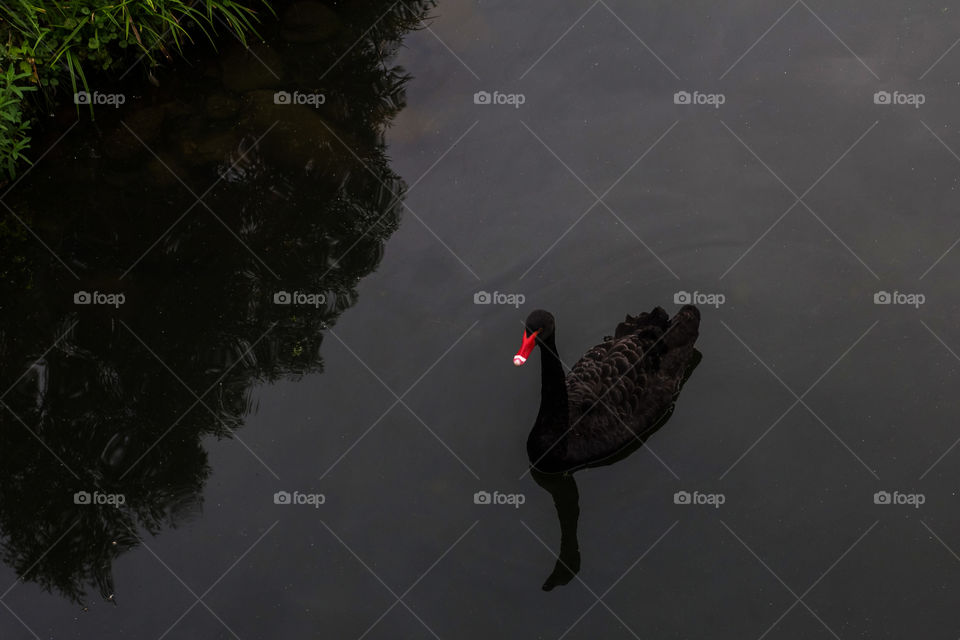 Black swan