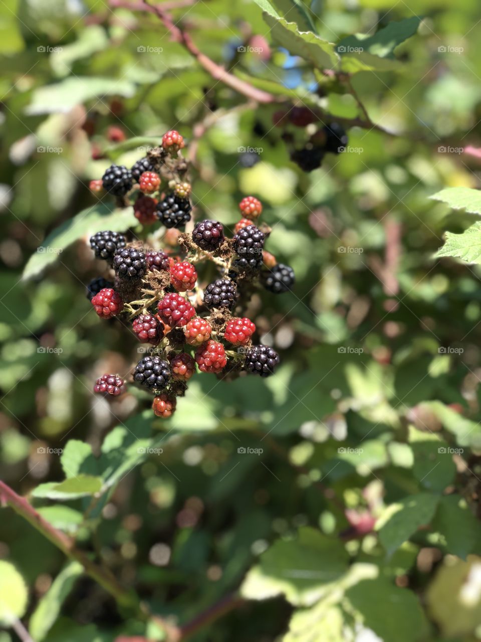 Blackberries at the park on a sunny day 