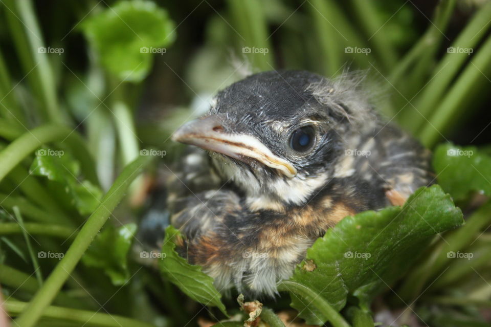 Baby robin. Baby bird waiting on moms to bring dinner