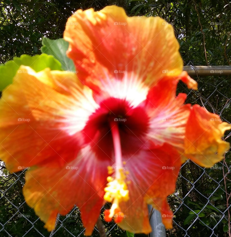Exotic Hibiscus