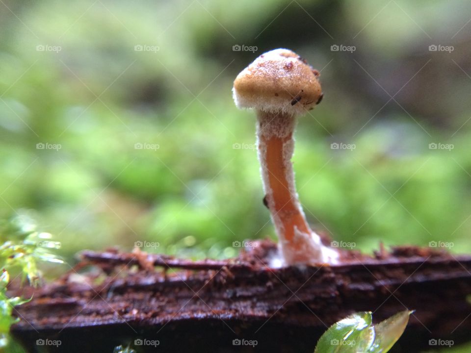 Tiny fungi
