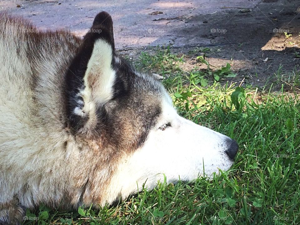 Siberian husky 
