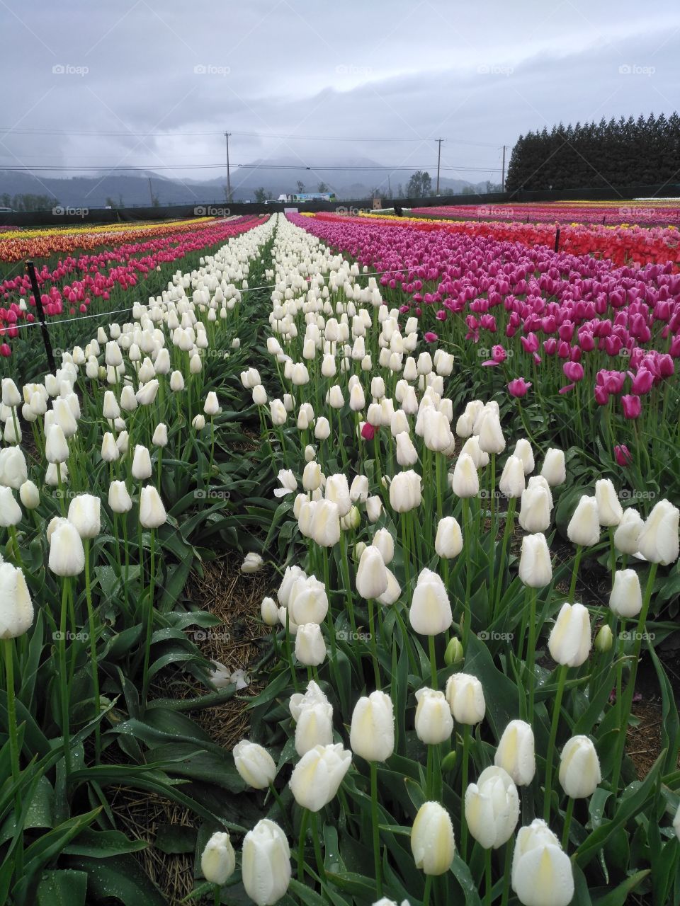 real tulips as white as pure