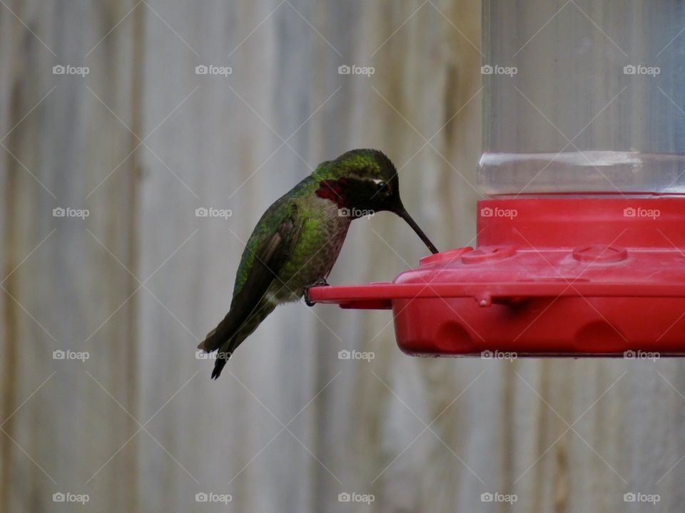 California Hummingbird Drinking Nectar from Feeder