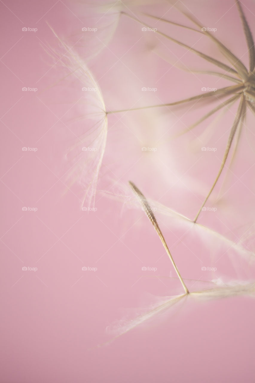 Dandelion seeds on delicate pink background 