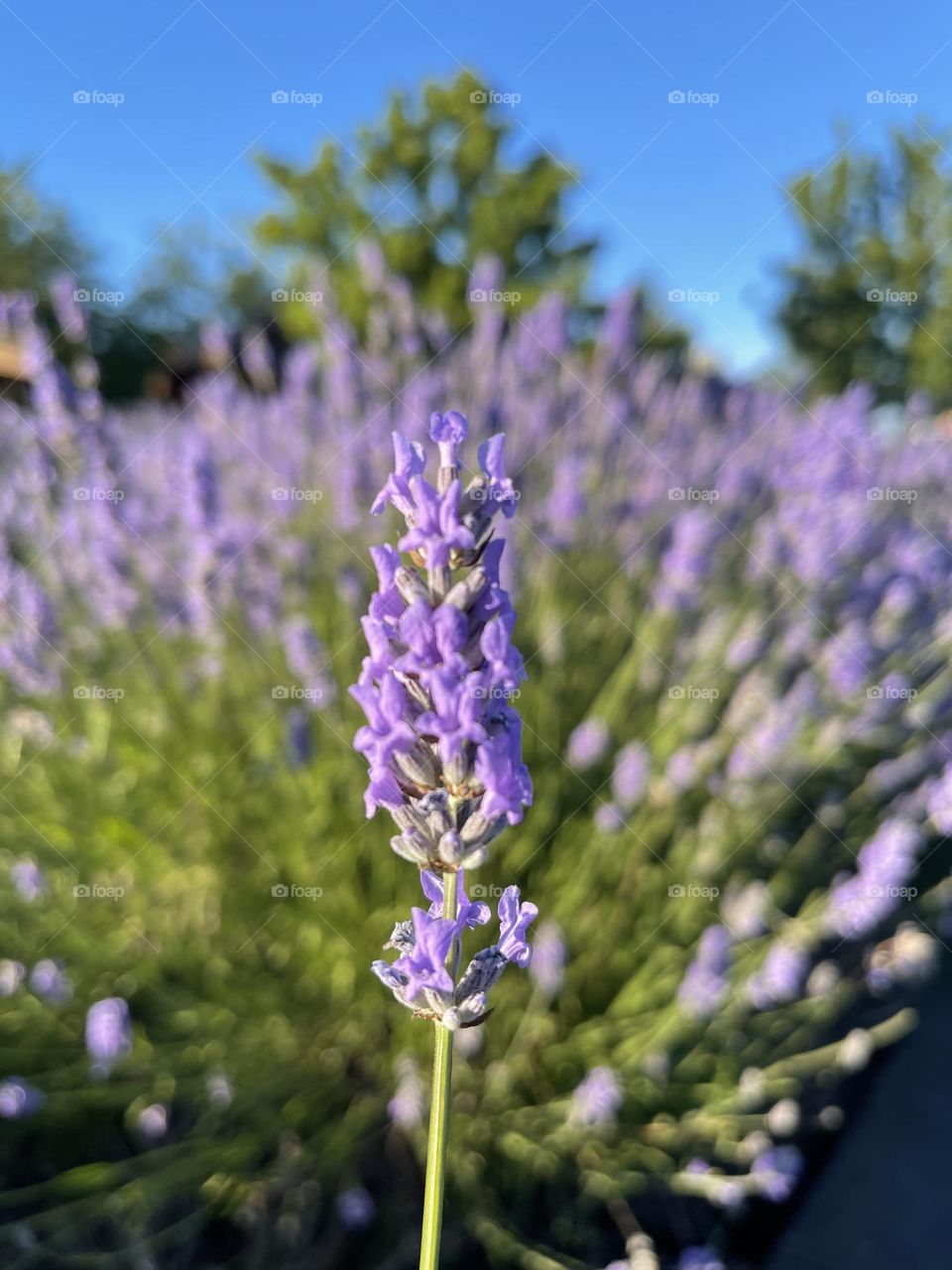 Lavender flowers in bloom 