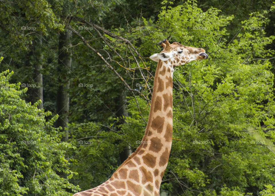 The giraffes enjoy being outside in the summer. Lyon zoo. 