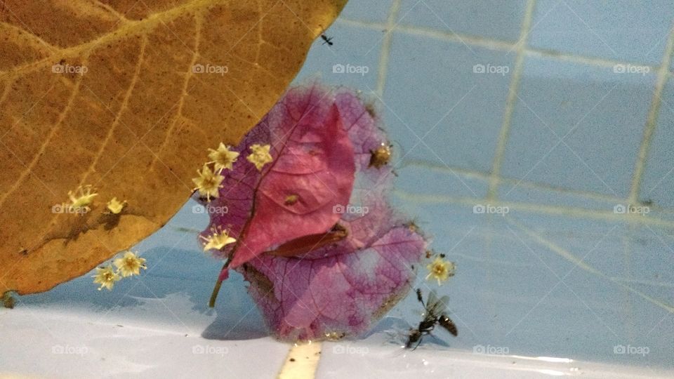 folha e flores seca na água