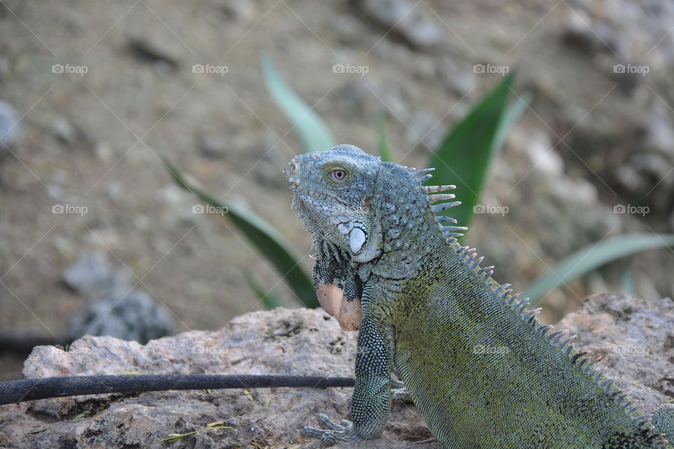 Iguana