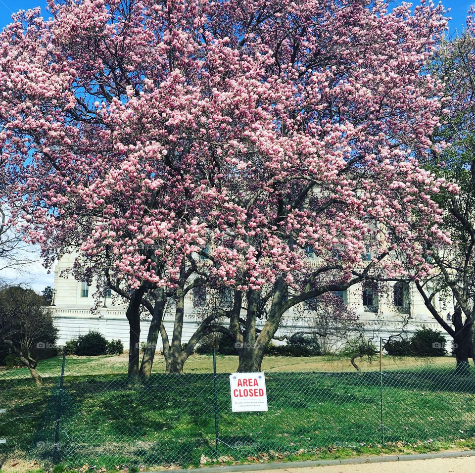 Washington D.C. Cherry Blossoms 