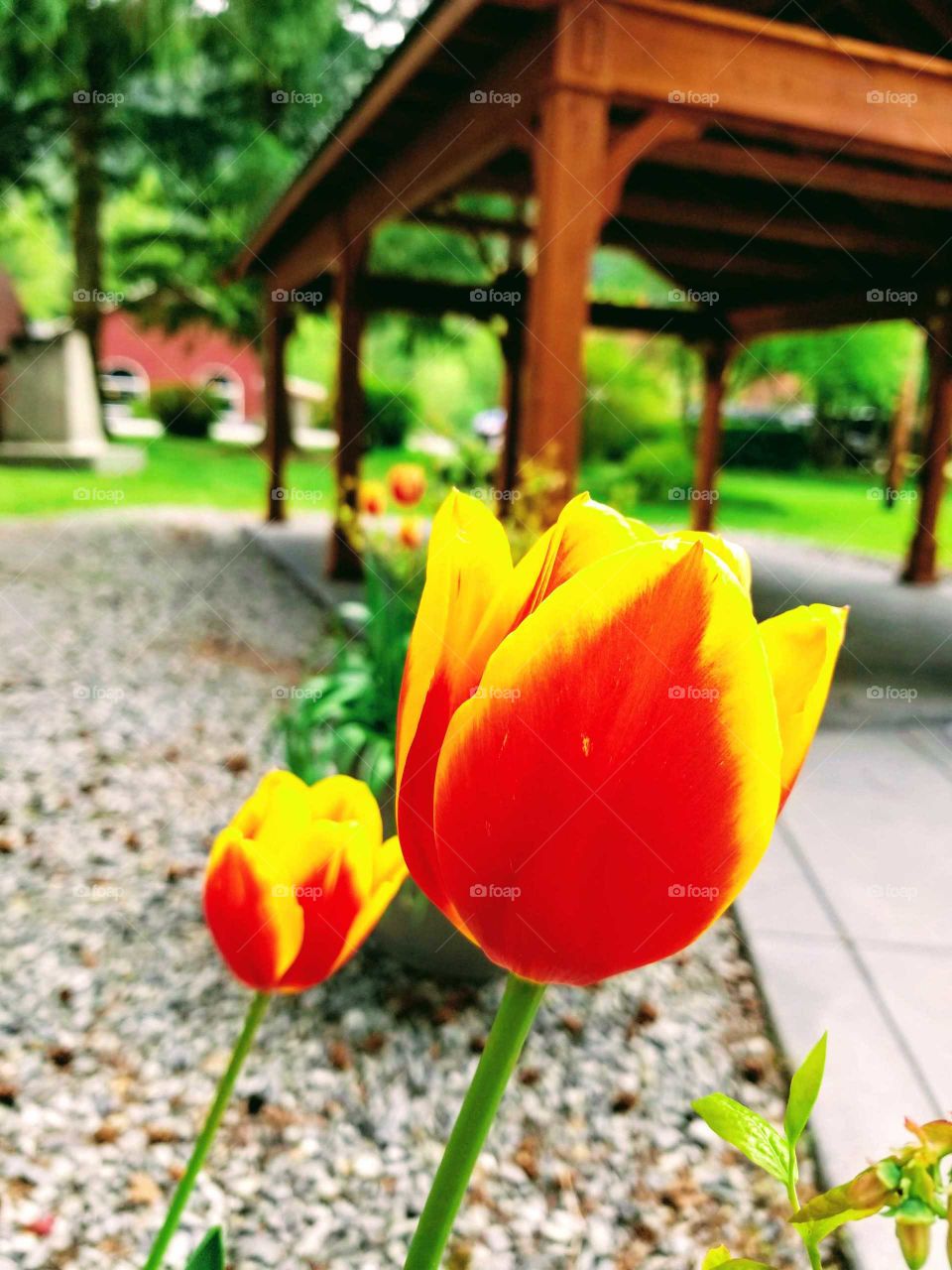 spring tulips