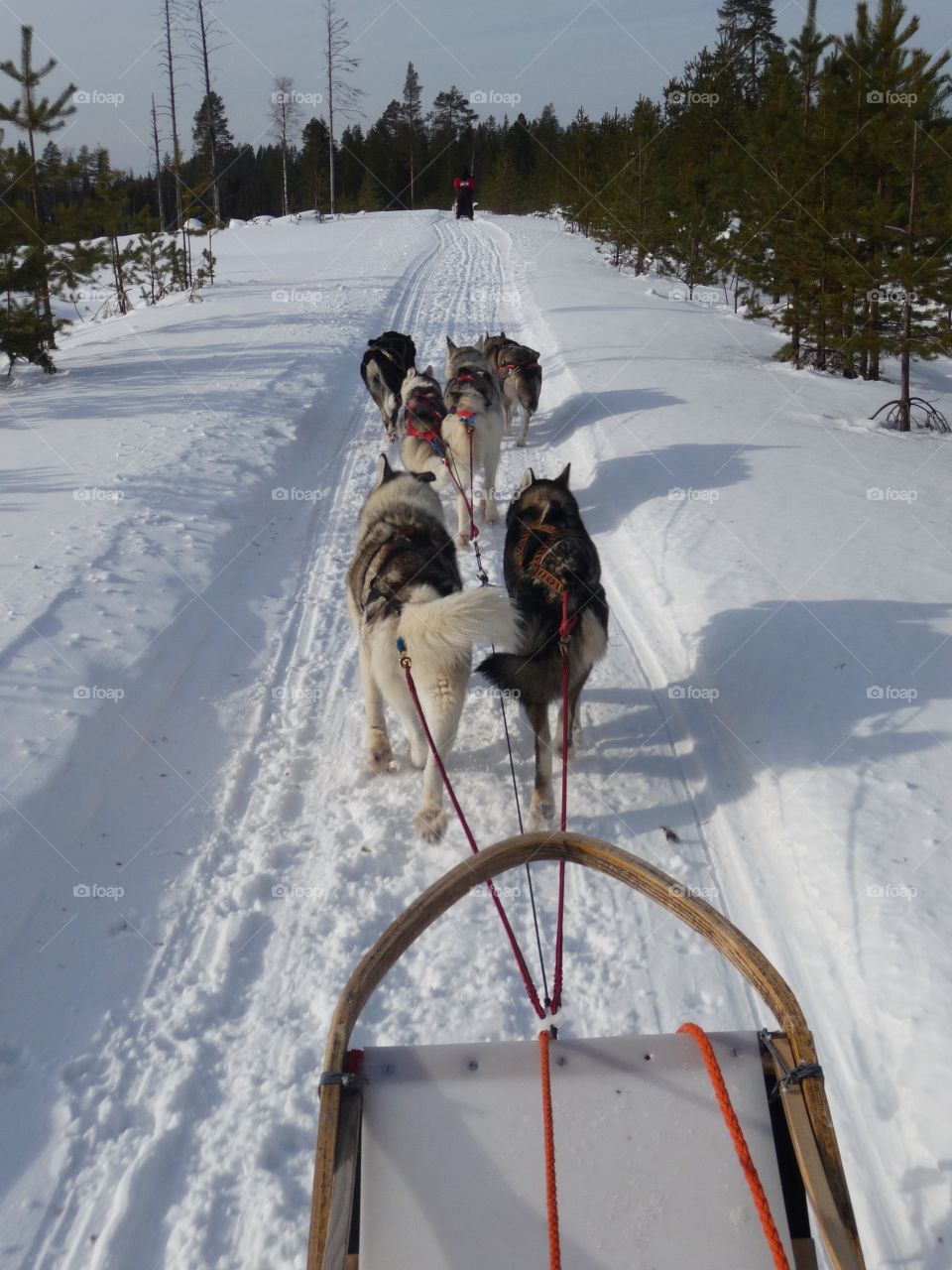 Husky sledge on snowy land