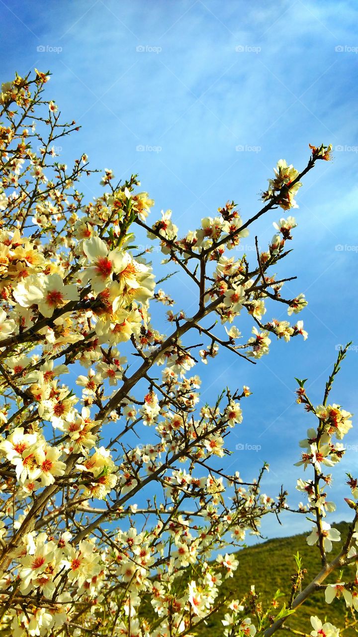 spring, blooming almond in Greece