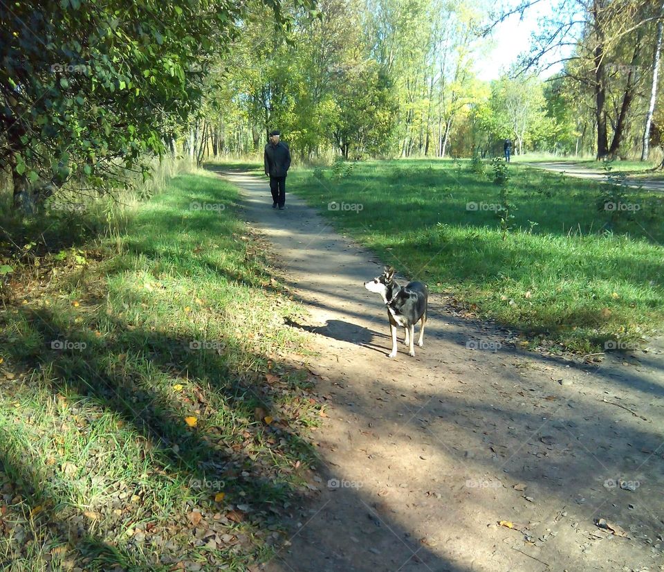 Road, Dog, Landscape, Wood, Nature